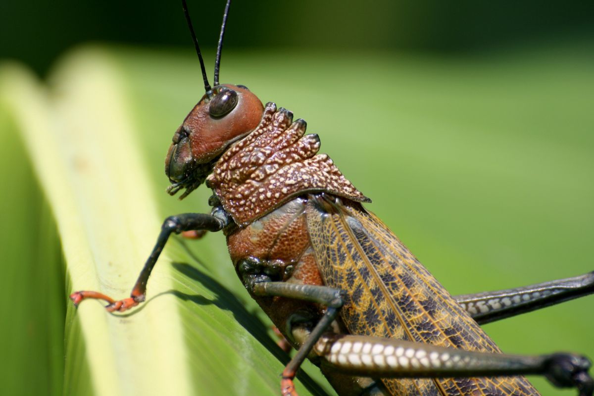 High definition photo of a grasshopper in nature.