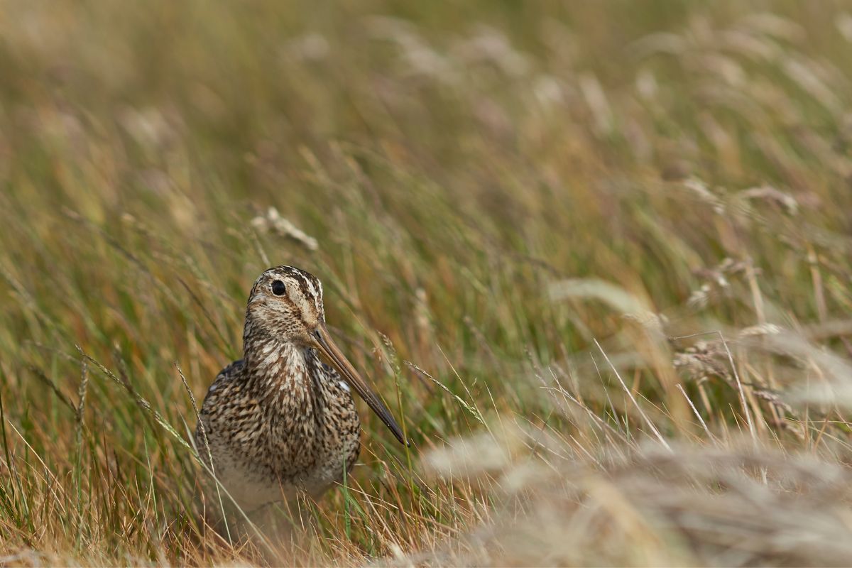 A magellanic snipe on a grassy meadow.