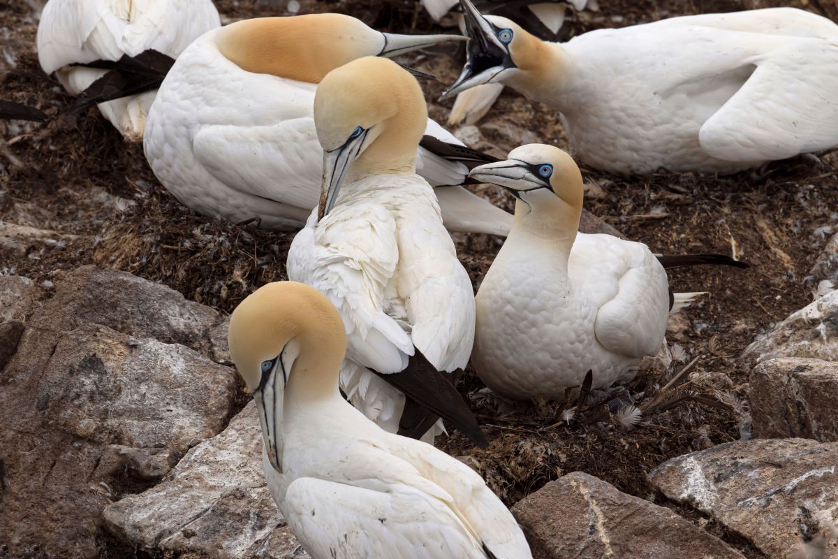 A group of northern gannet in the forest.