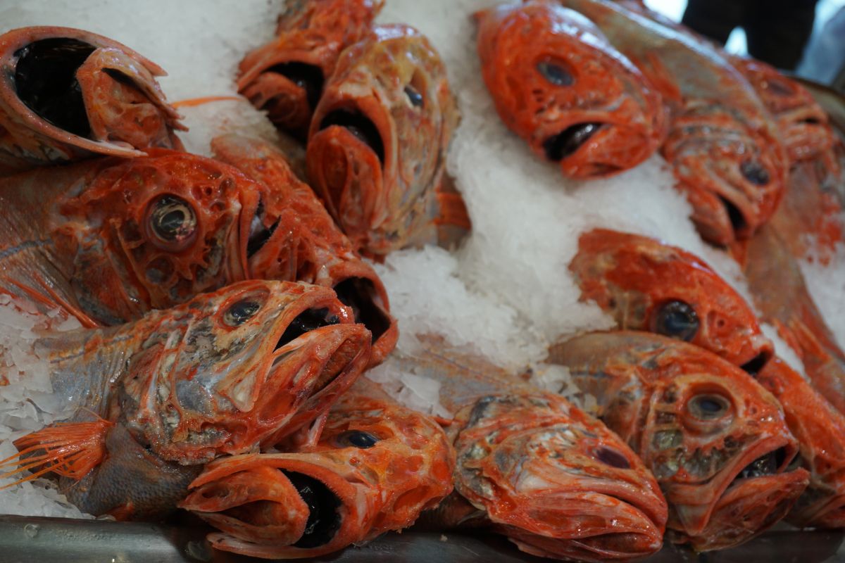 A group of dead orange roughy.