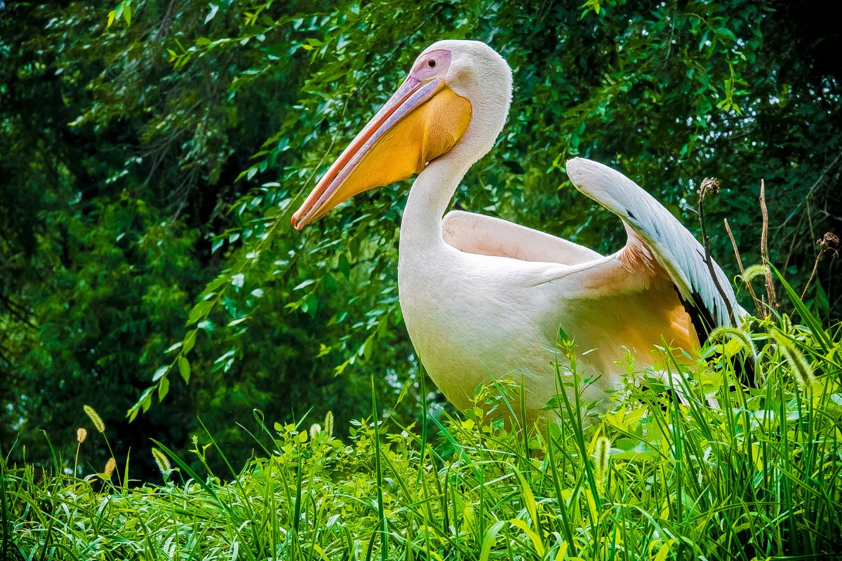 A  long-beak white pelican on the green grass.