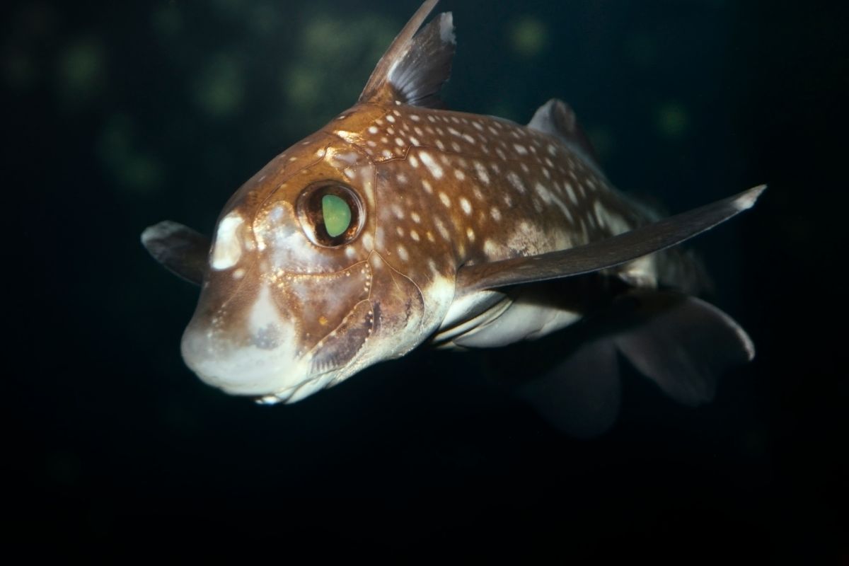 A spotted ratfish close-up.