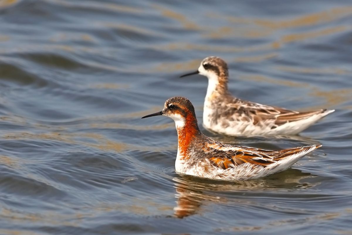 A red necked phalarope swimming on the pond.