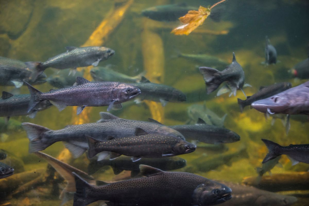 A group of salmon fish actively swims inside the aquarium.
