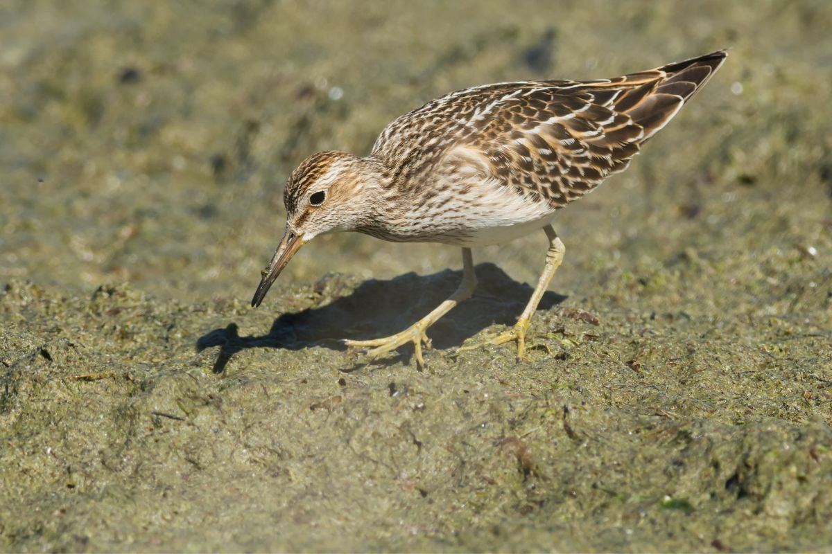A sandpiper foraging on the slimy beach.