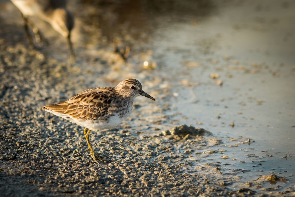 A long-toed stint living in nature.