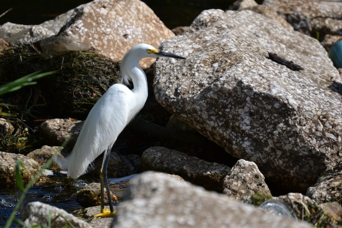 A snowy egret standing on the rocks.