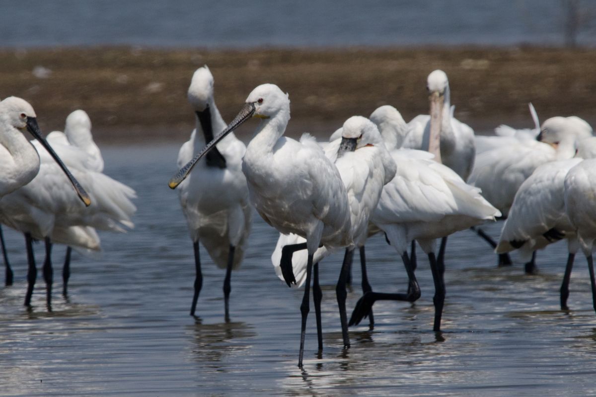 A group of spoonbills bhigwan actively hunting.