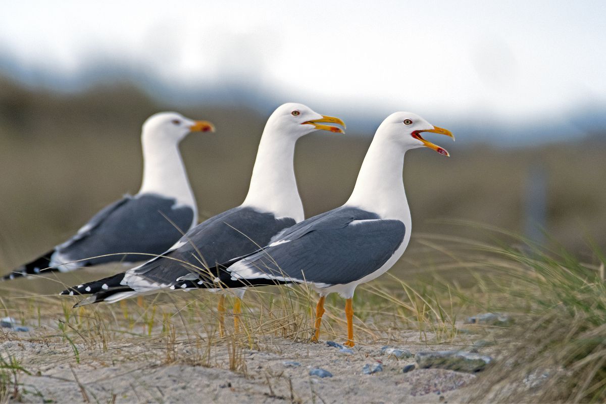 Three herring gulls on the grass.