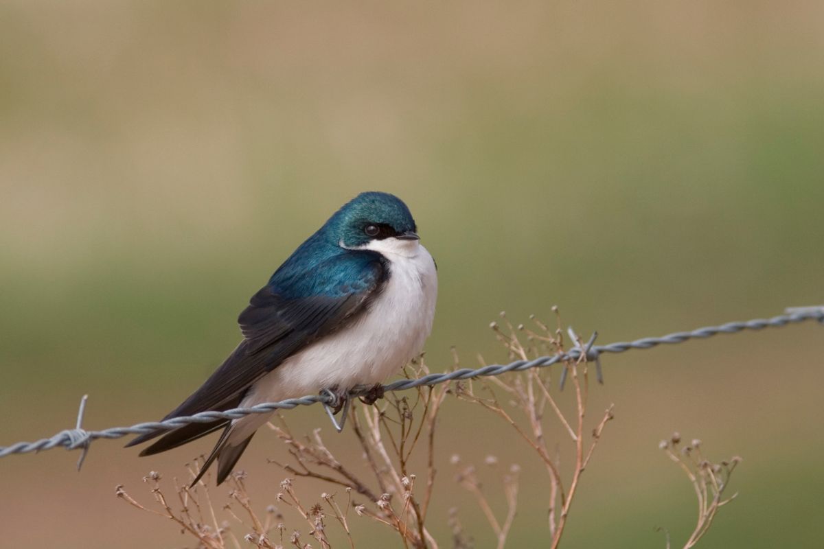 Tree Swallow perched on a barbed wire.