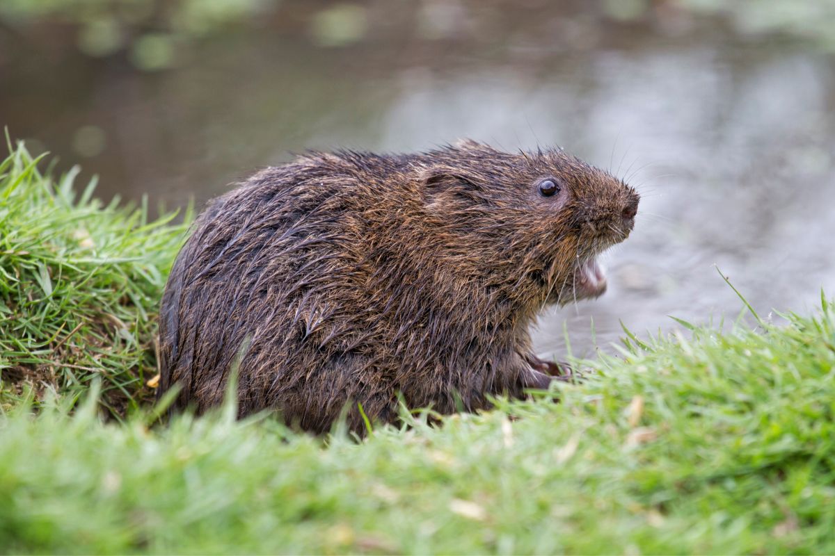 Water vole on river bank.