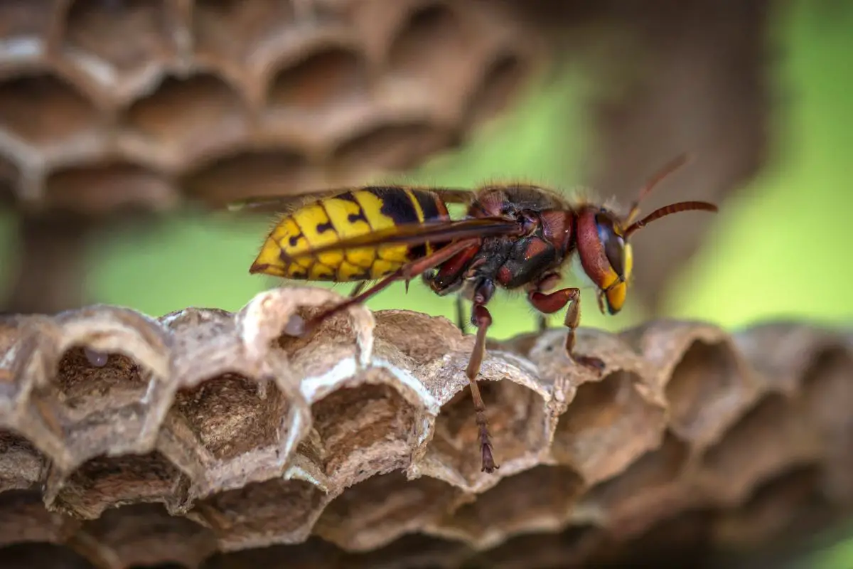 Side view of a yellow jacket wasp on hive.
