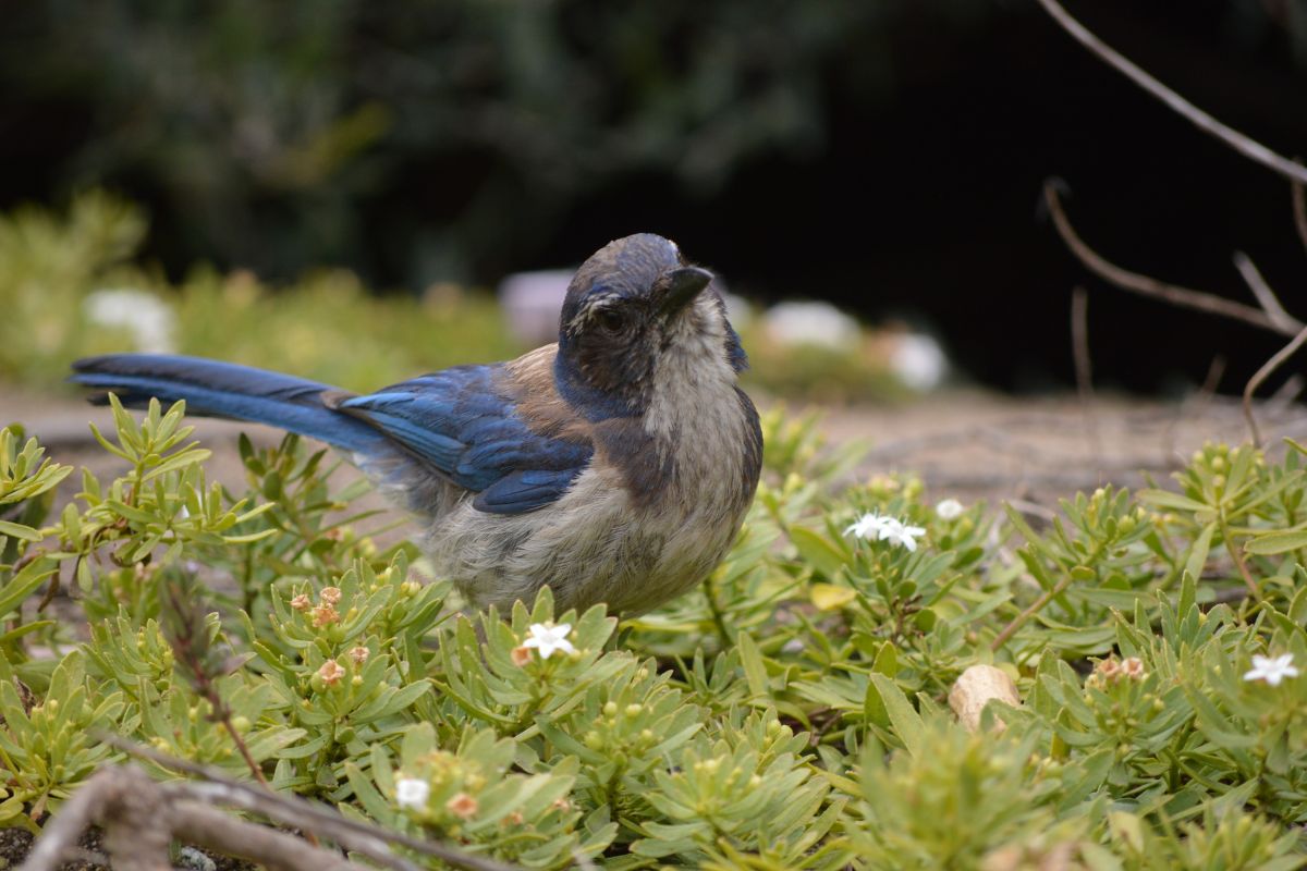 Western Scrub-Jay in the plants behind the building.