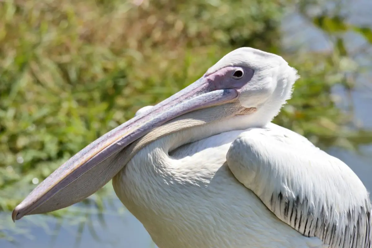 A close-up shot of white pelican.
