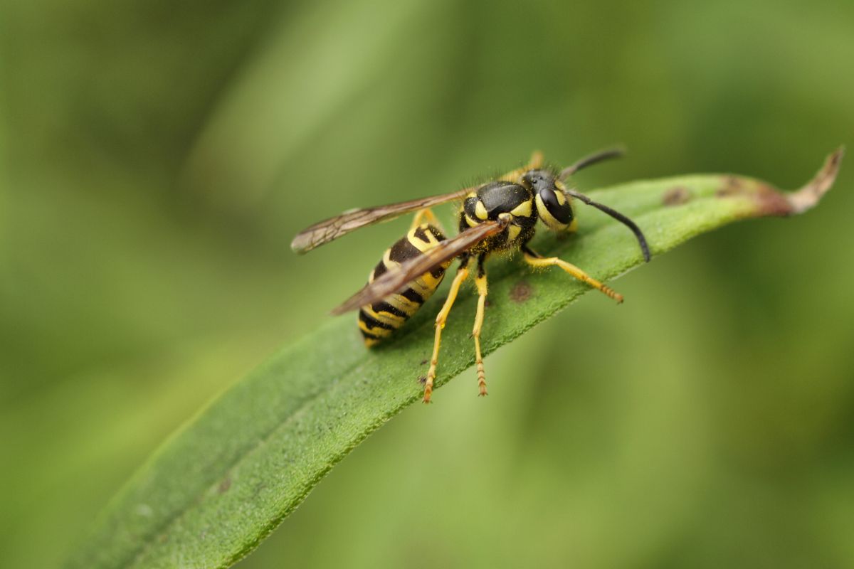 Close-up of a yellow jacket on a leaf.