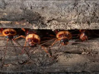 Cockroaches on wooden.