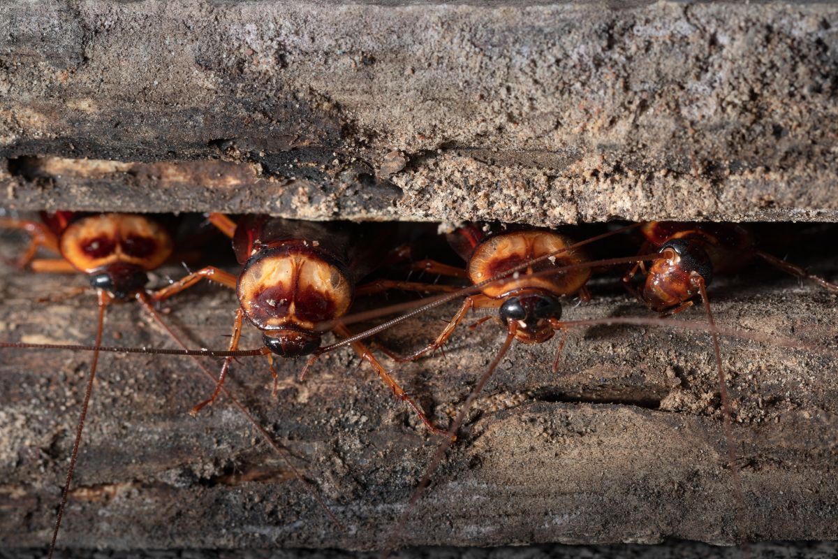 Group of cockroaches on wooden.