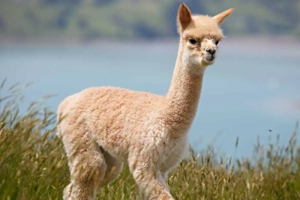 A close up shot of a young alpaca in the field.