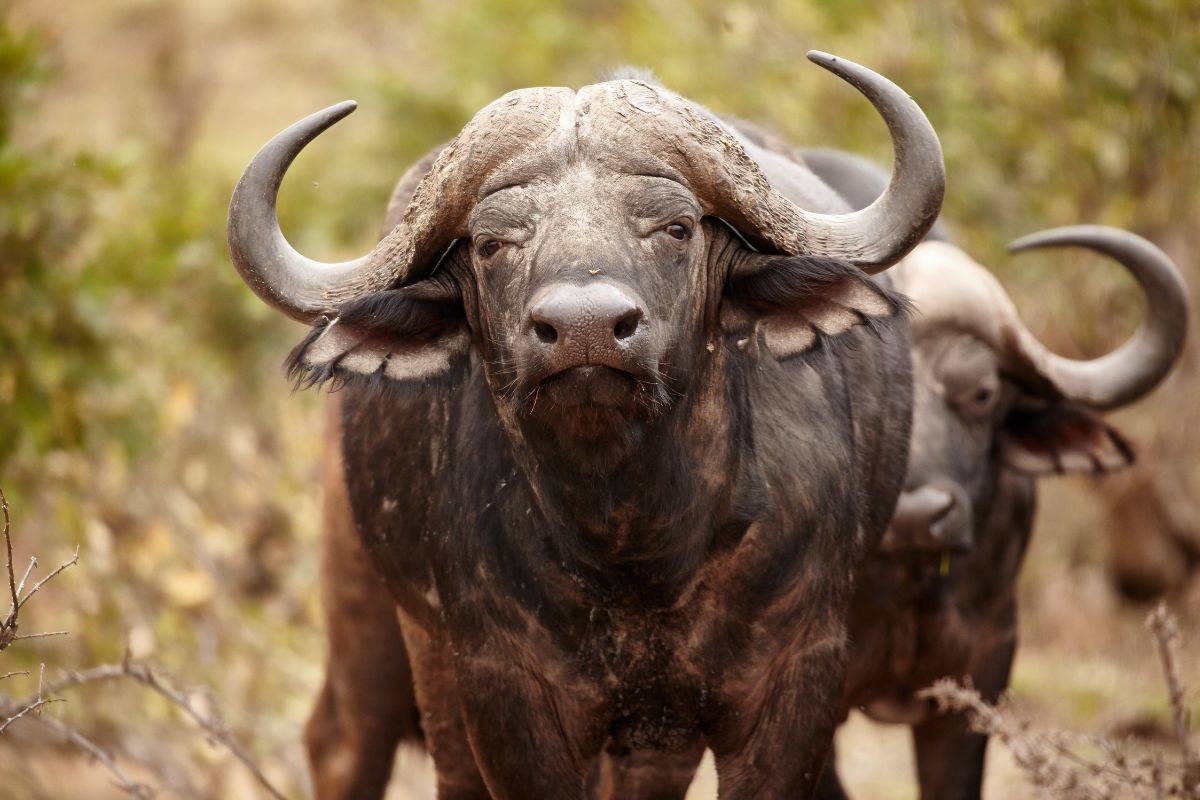 Close-up shot of African Buffalo extremely dangerous.