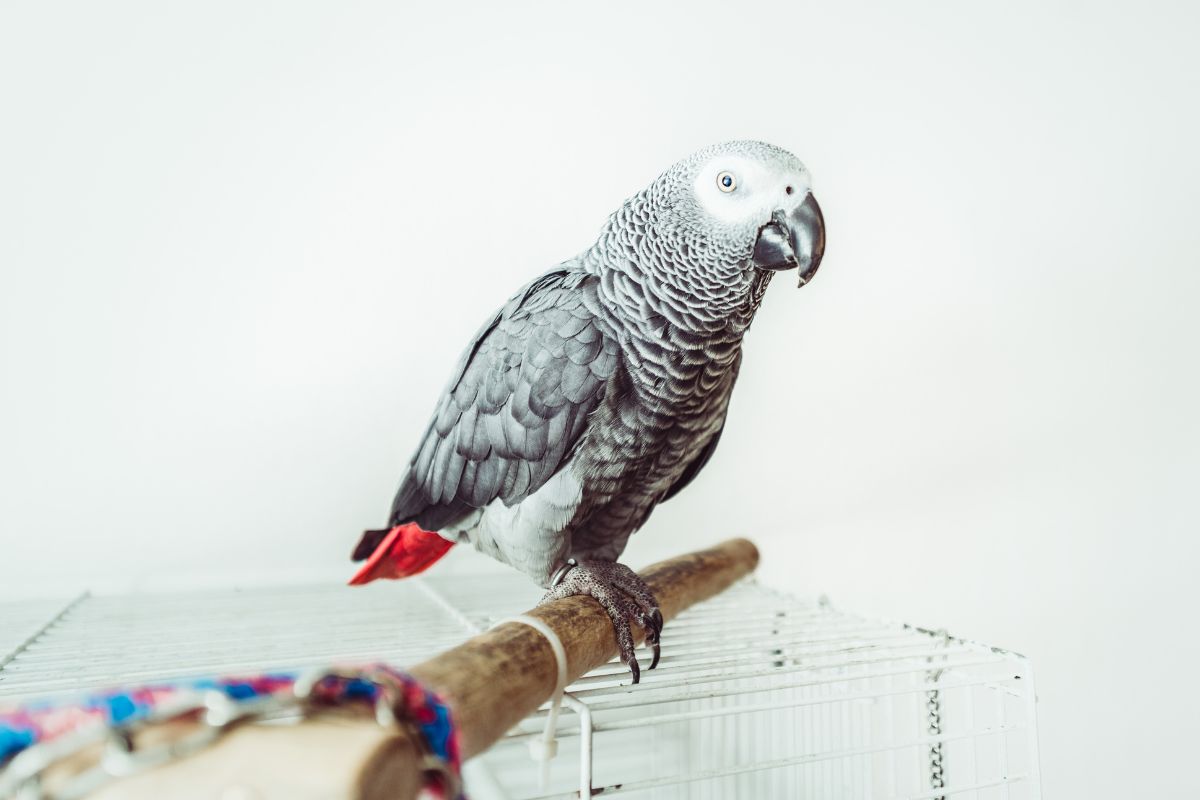 Side view shot of African Gray Parrot on a cage.