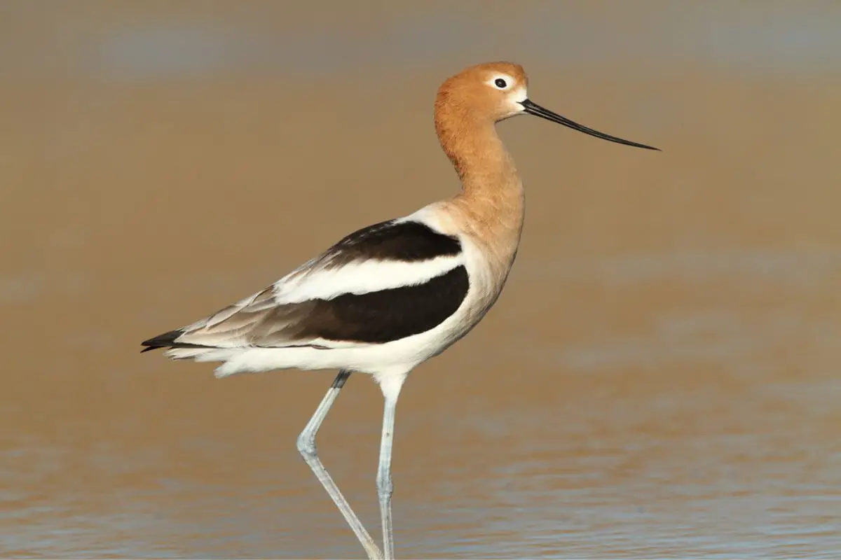 American Avocet wading on a muddy pond.