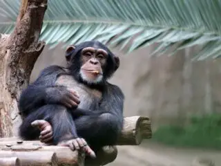 Chimpanzee relaxing on a branch.