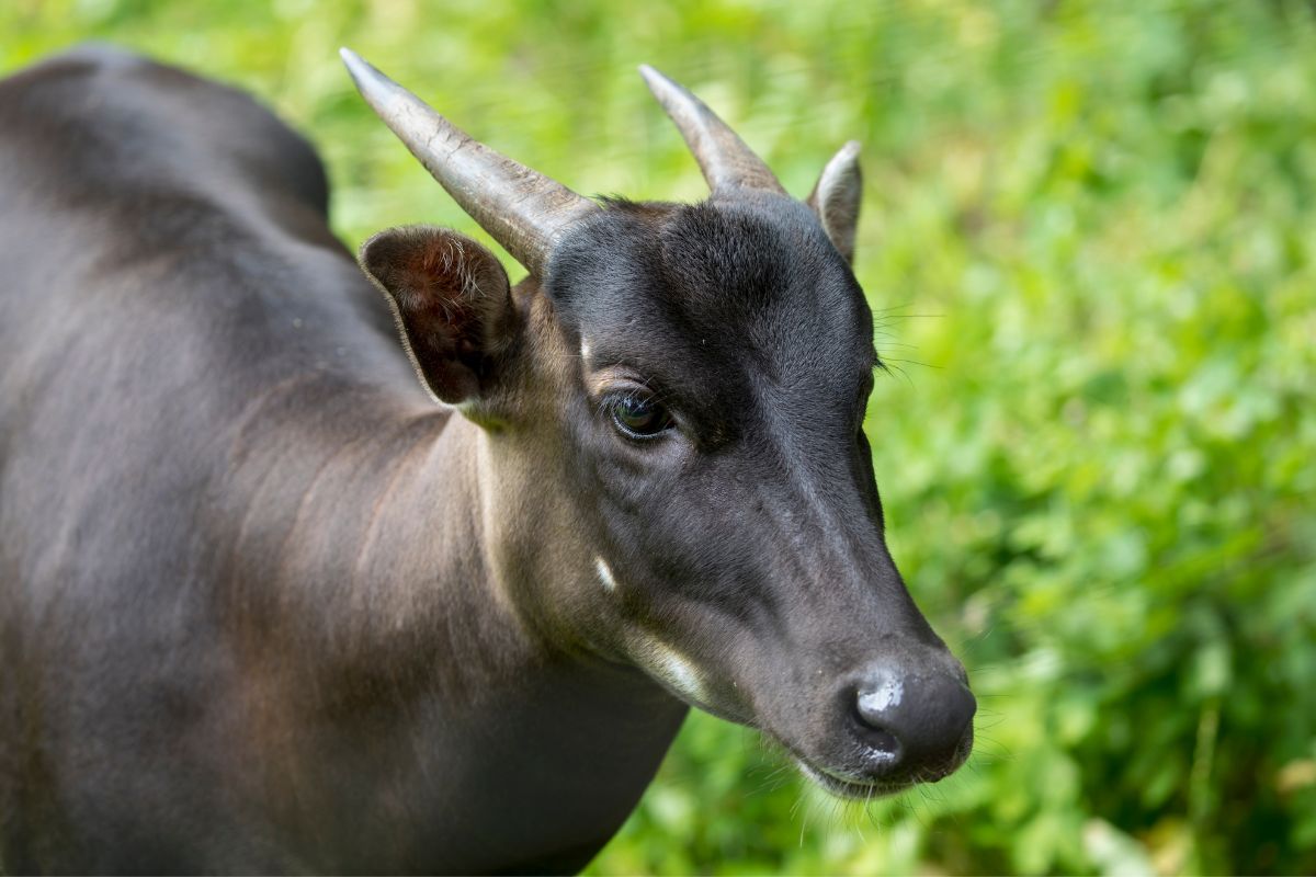 Anoa on portrait shot with grass background.