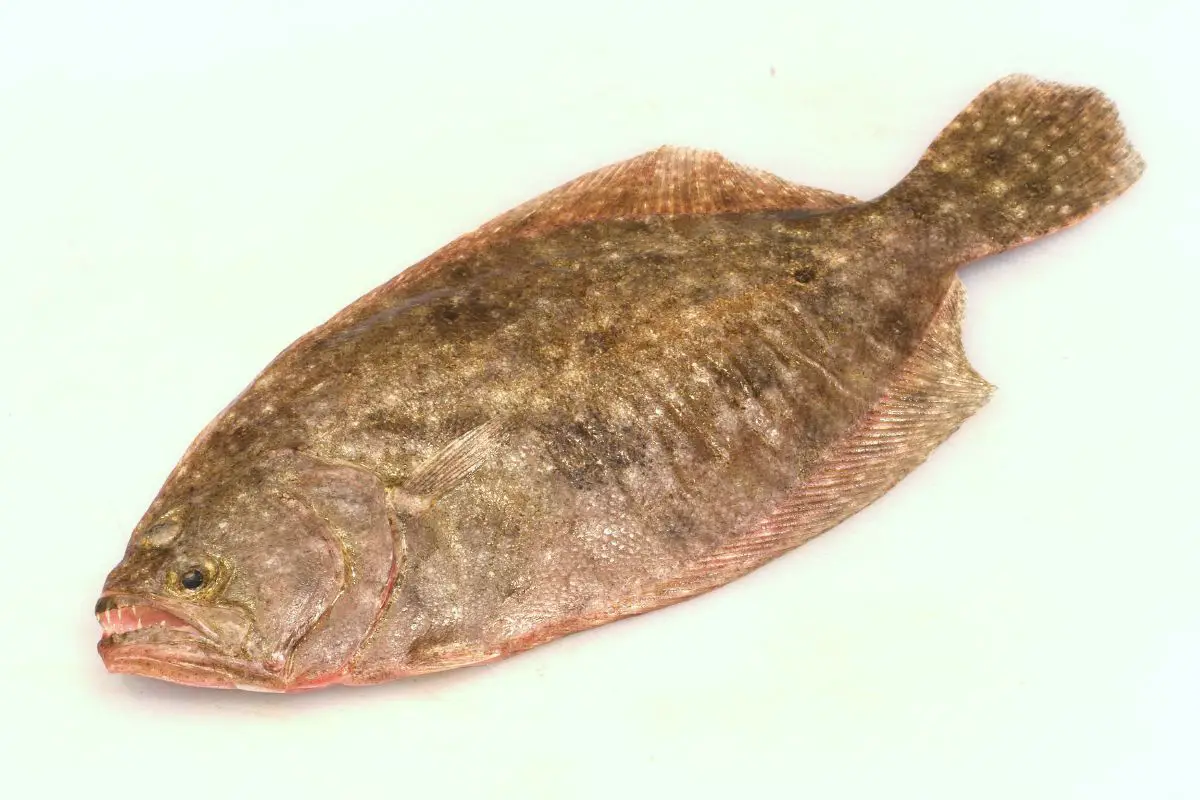 Arrowtooth Flounder on a white background.