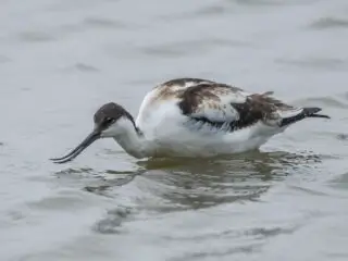 Avocet with open beak standing in shallow water of a lake.