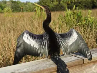 Anhinga standing on a rail drying its wings.