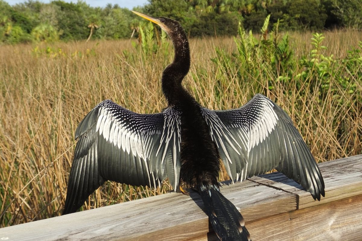 Anhinga standing on a rail drying its wings.