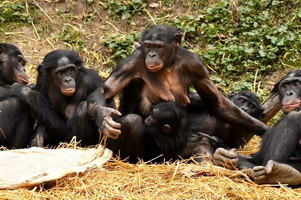 Bonobo family in the forest.