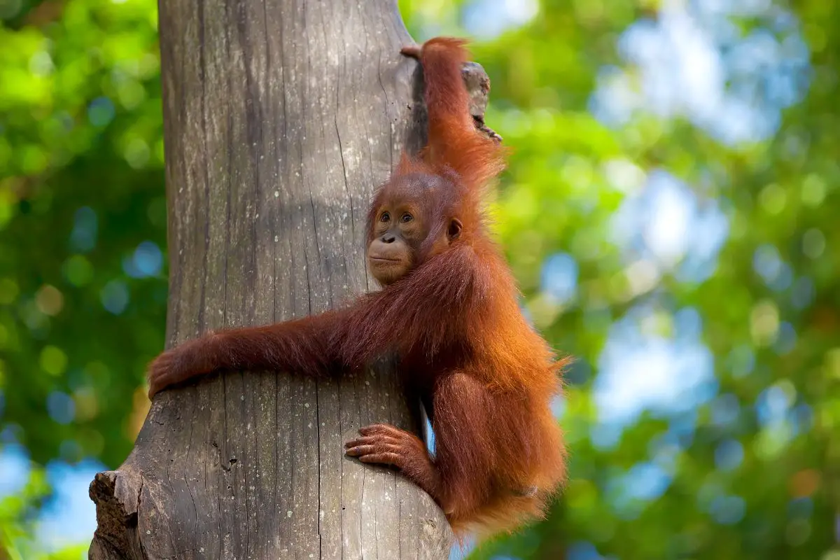 Borneo Orangutan in the wild jungle.