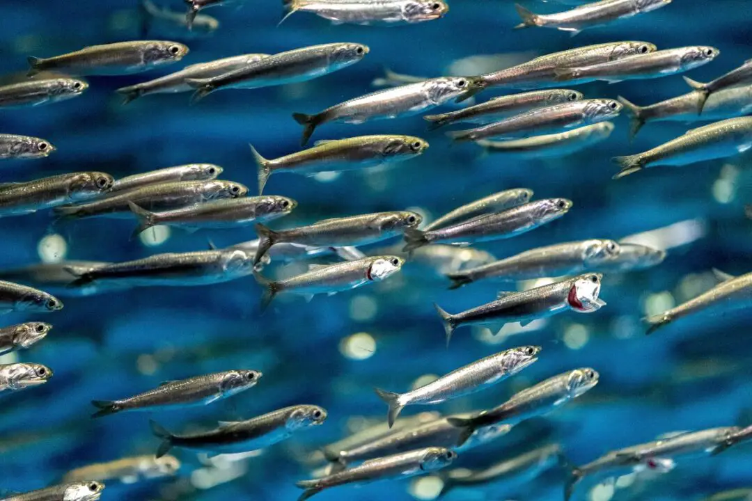 Fish Similar to Anchovies NatureNibble