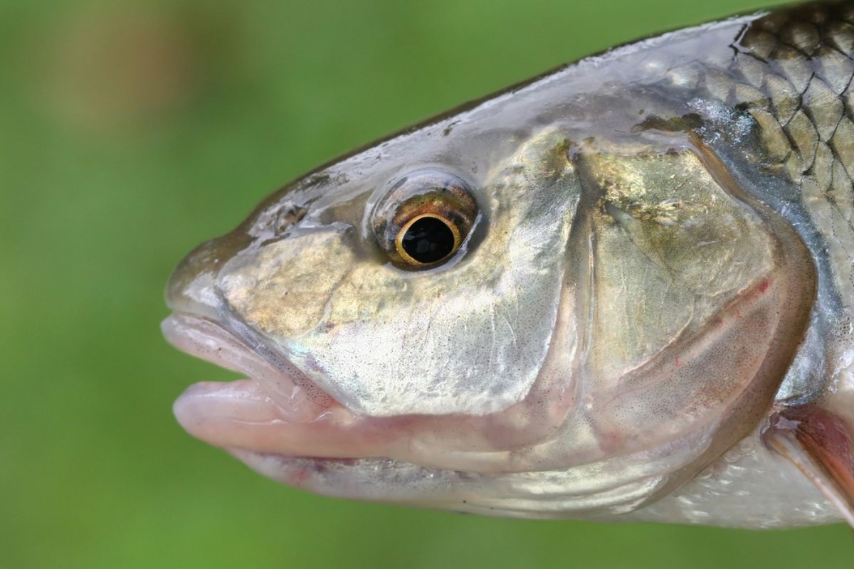Fallfish head close-up.