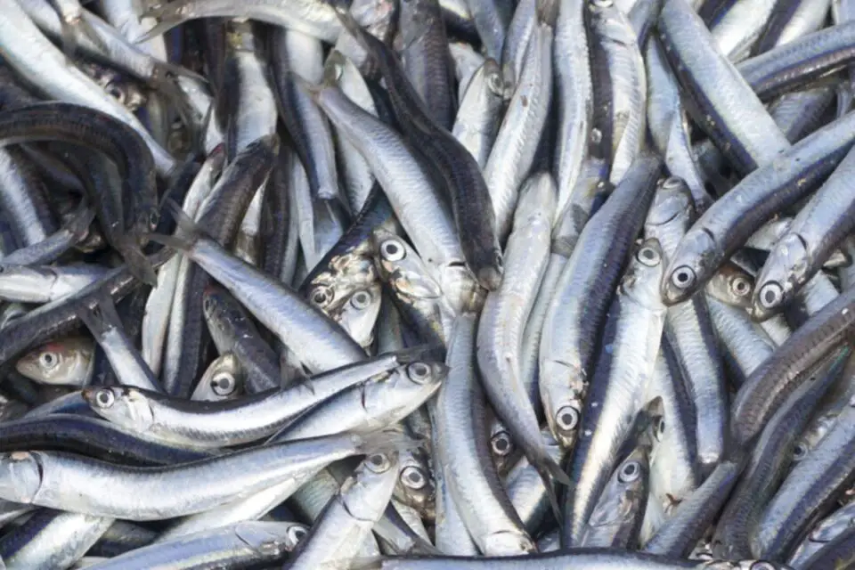 Fish Similar to Anchovies NatureNibble