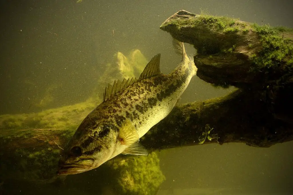 16 Fish Similar to Bass NatureNibble