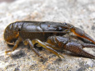 A crayfish on a gray stone.