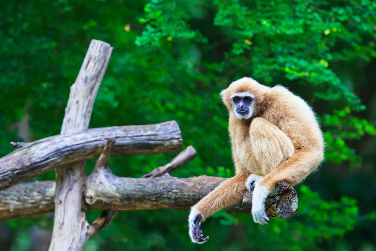 Gibbon sitting on a branch of tree.