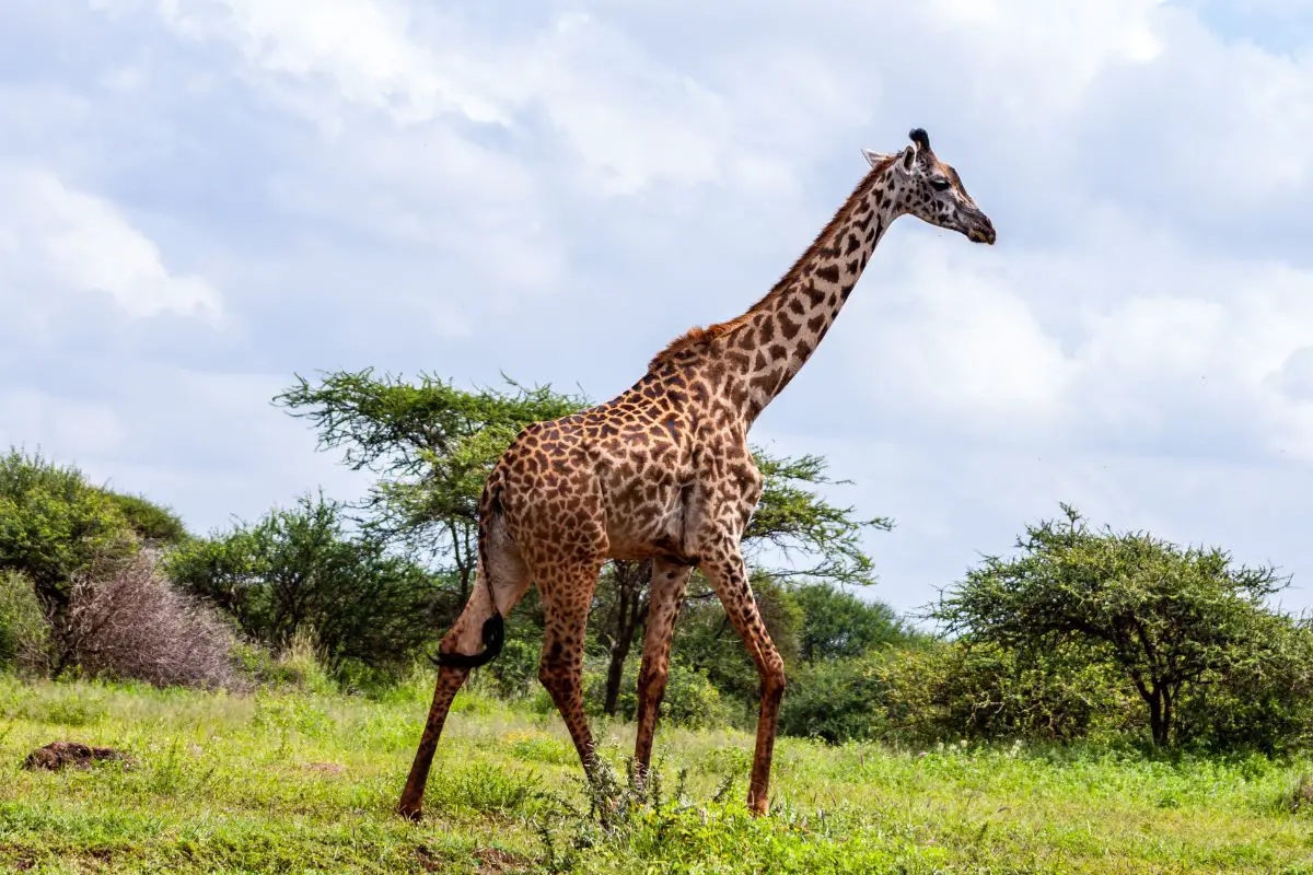 Giraffe standing on the grass field.