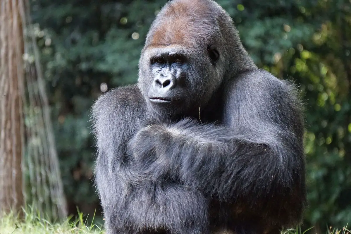 Close-up shot of gorilla in the forest.