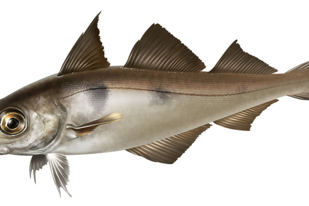 Realistic digital color scientific illustration of Haddock fish in profile on white background.