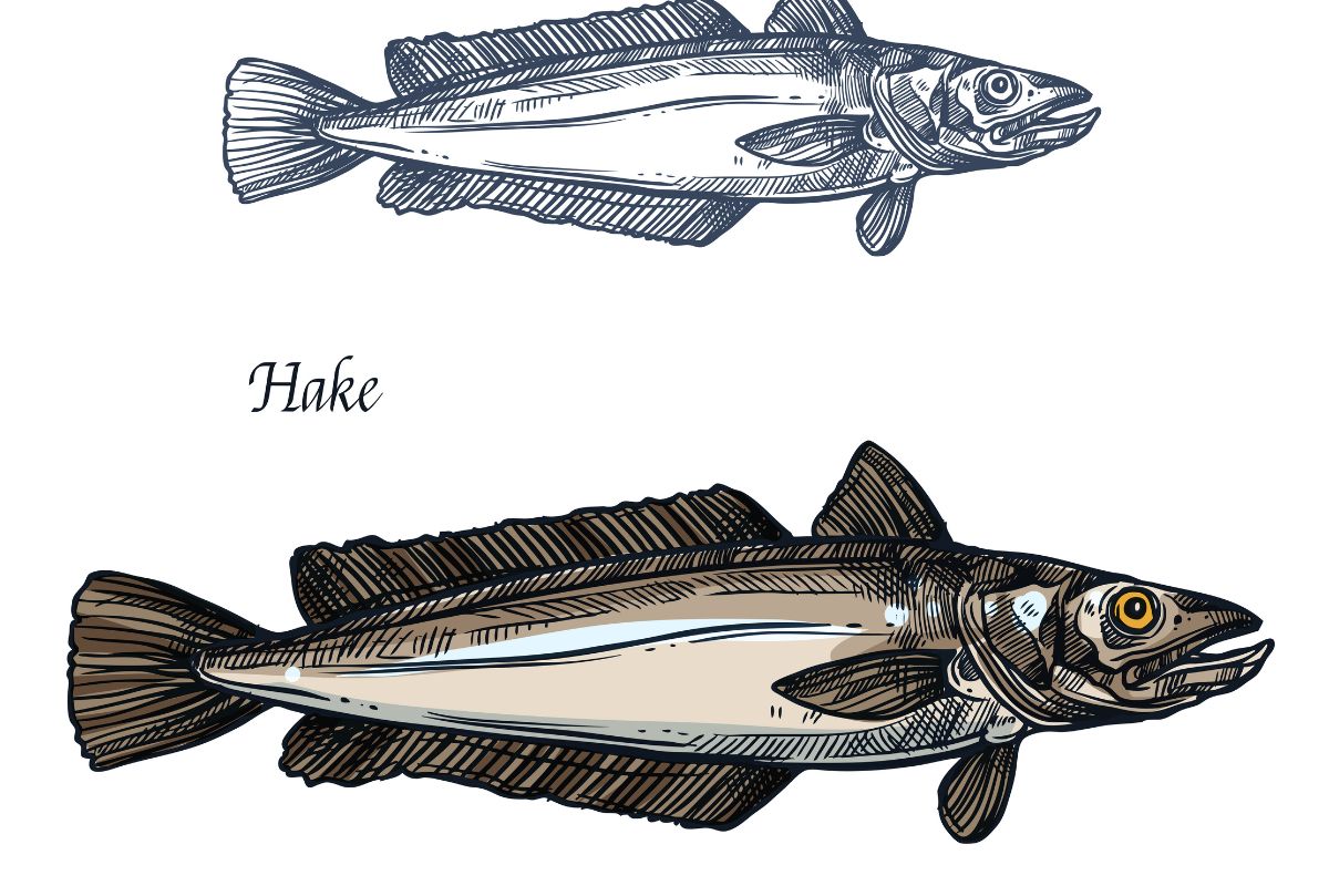 Hake fish, seafood isolated sketch.