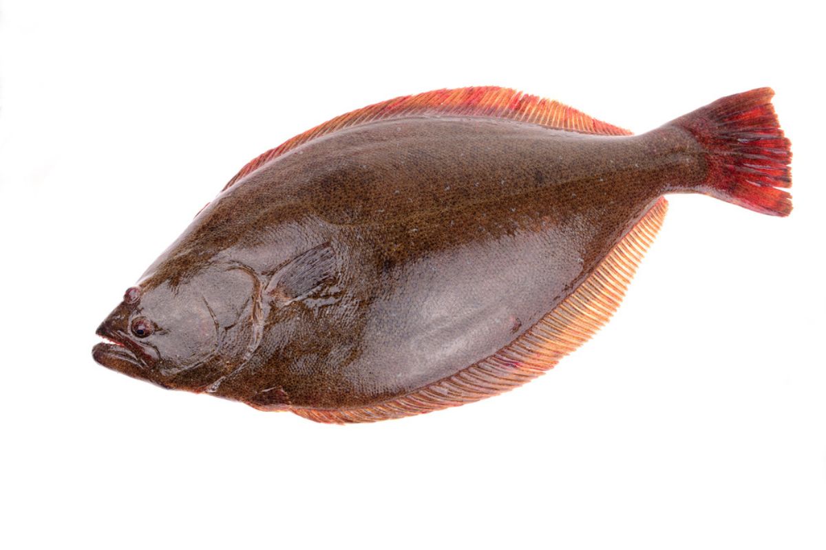 A halibut isolated on a white background.