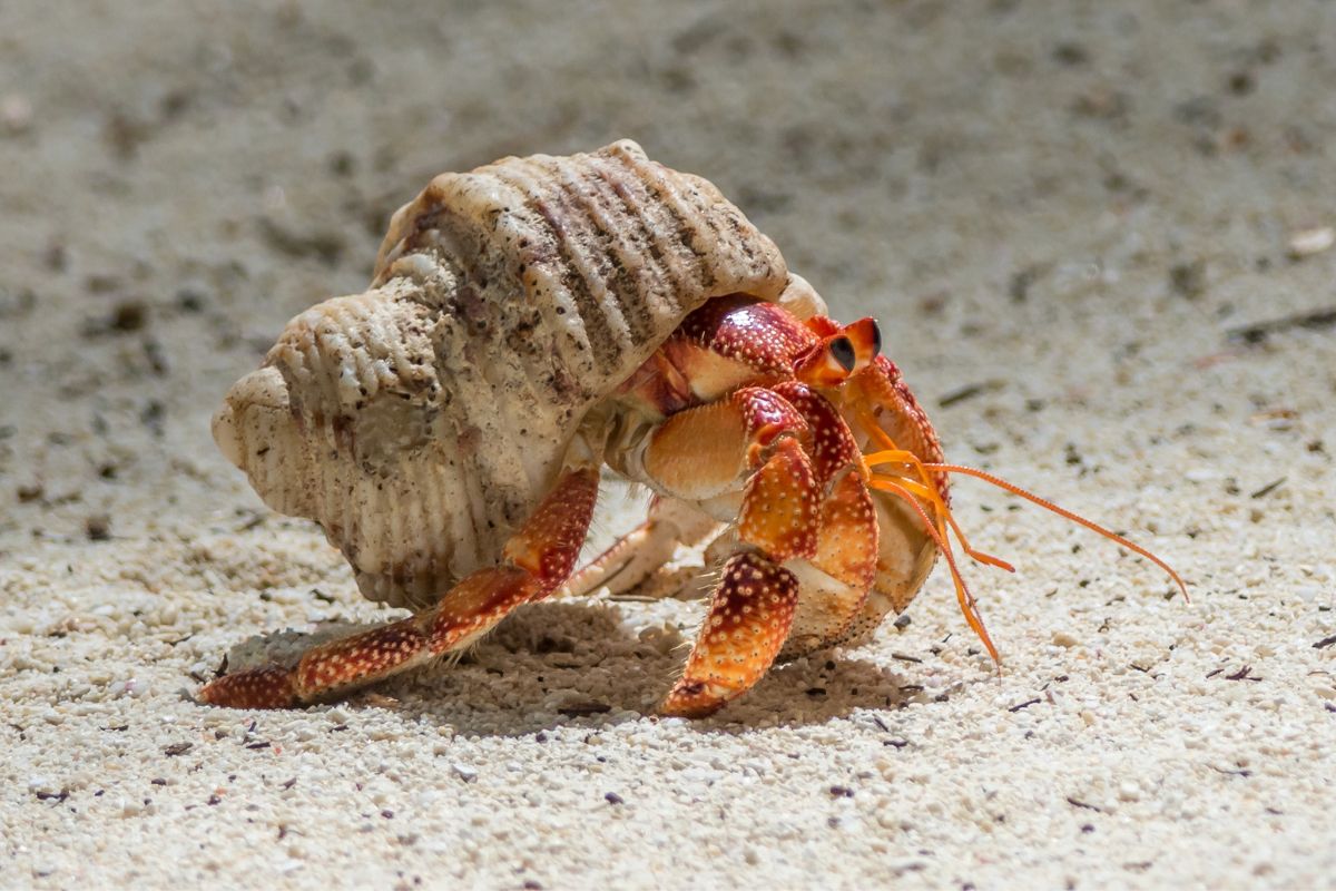 High definition photo of hermit crab on a beach.