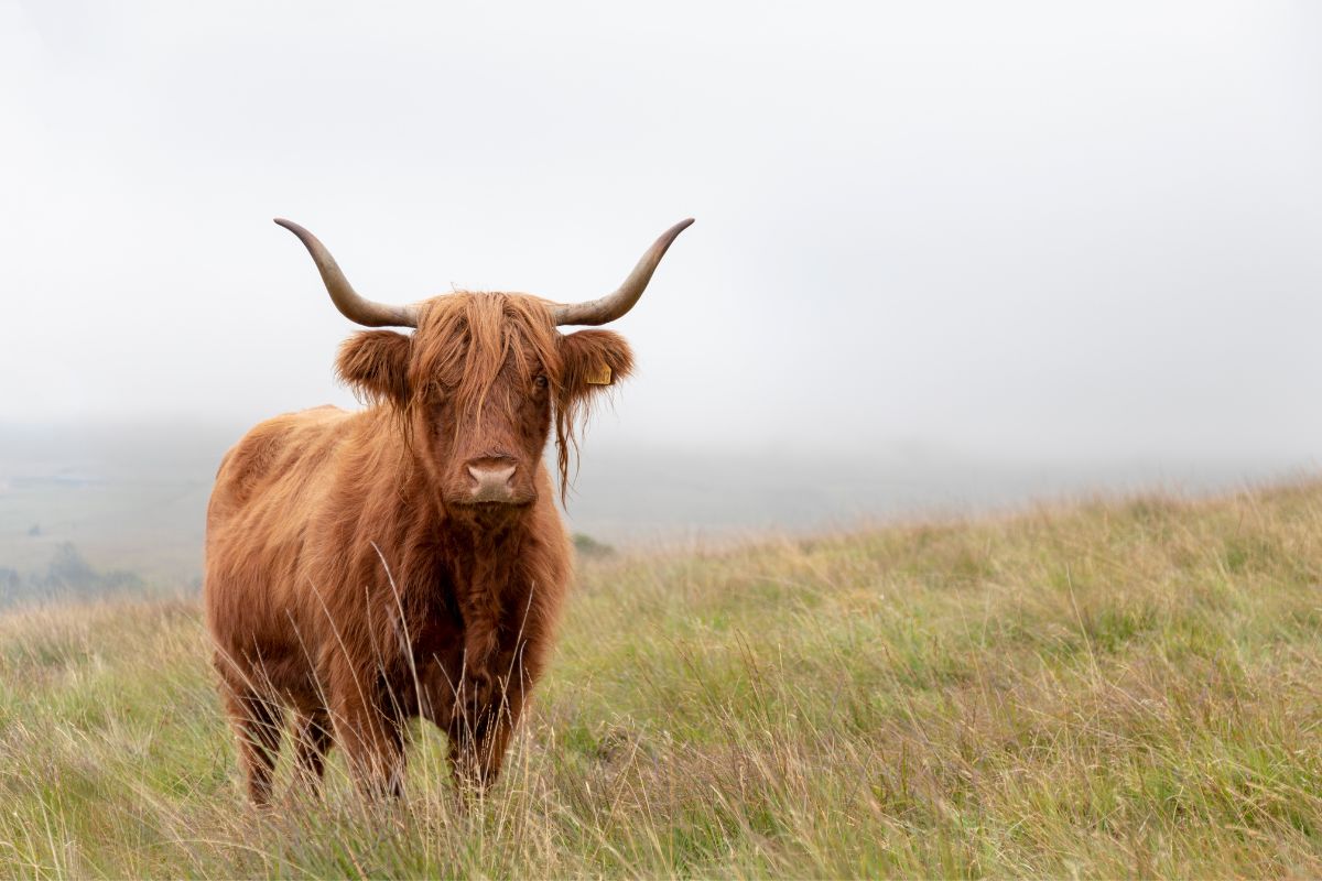 Highland Cow stood on a meadow.