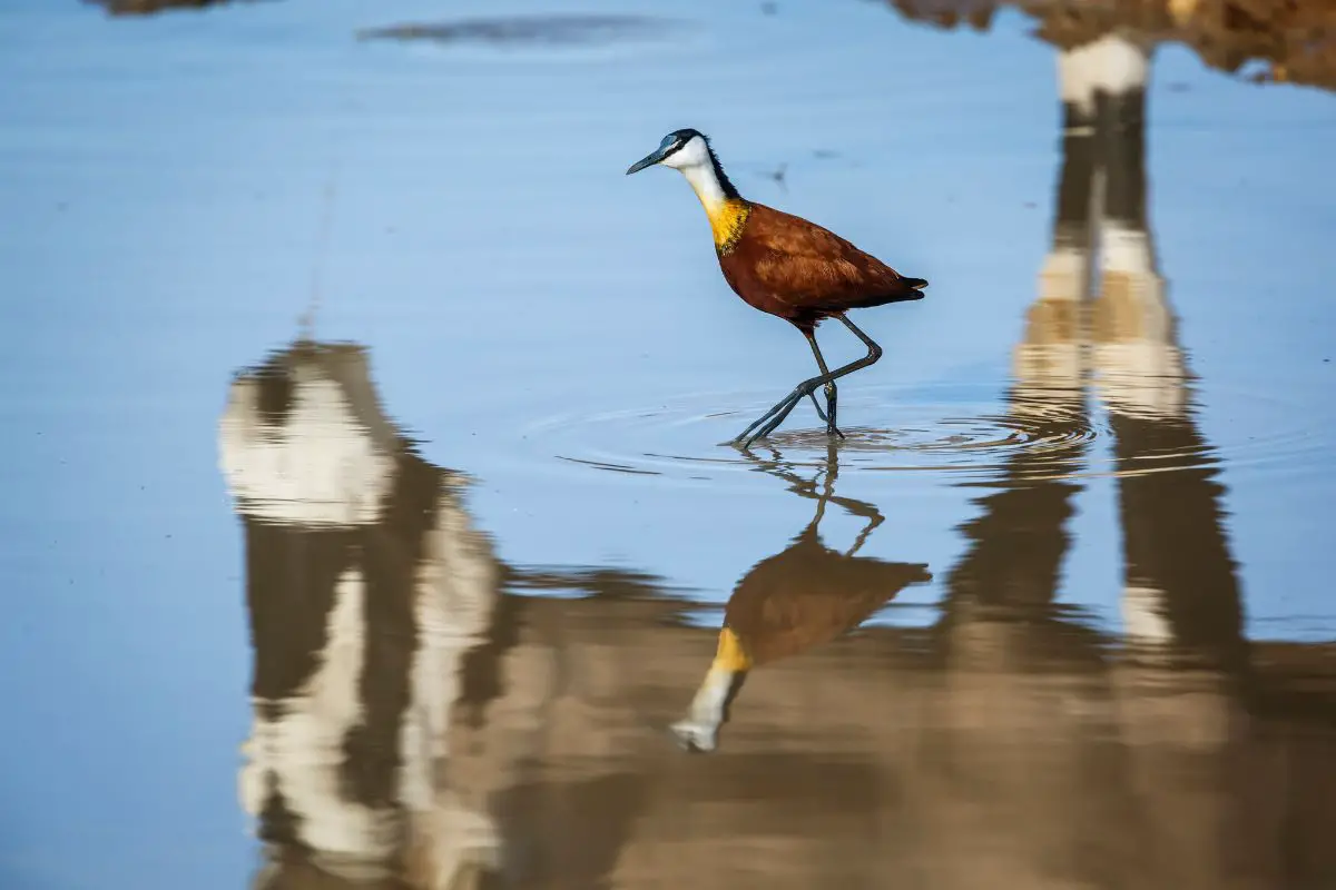 African jacana wading in waterhole with oryx reflection in Kgalagadi transfrontier park.
