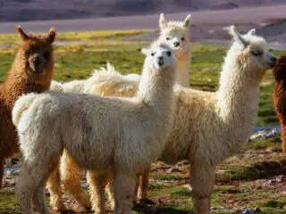 Llamas in remote area of Argentina.