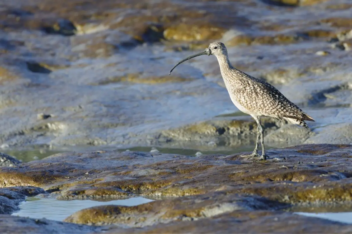 Long-billed Curlew foraging in mudflats.