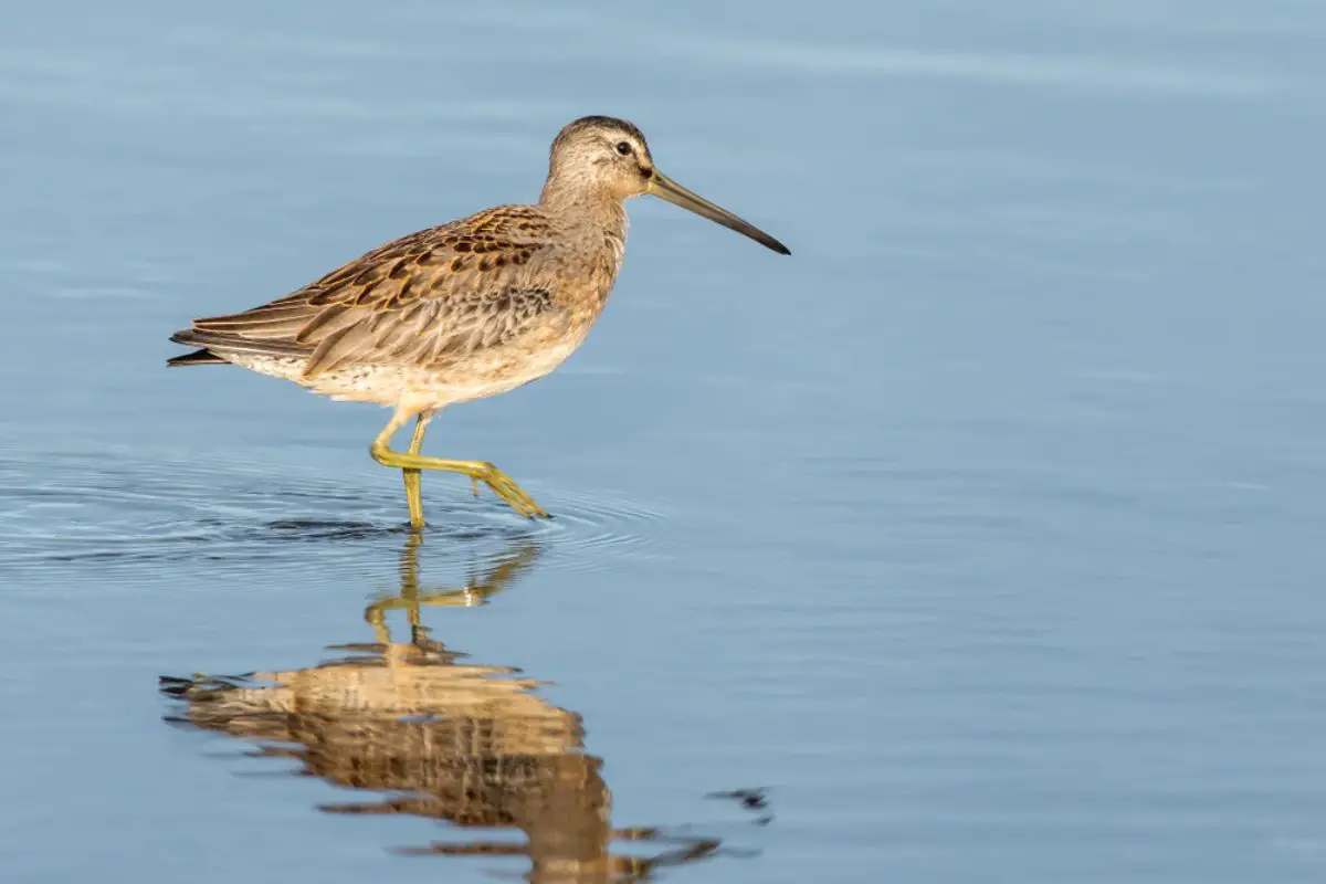 Long-billed Dowitcher with Reflection in Blue Water.
